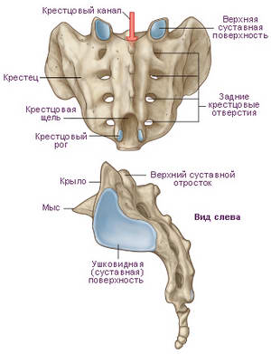 Боли в пояснице и крестце