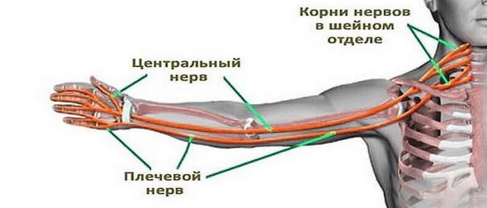 Почему немеют руки Почему немеют руки